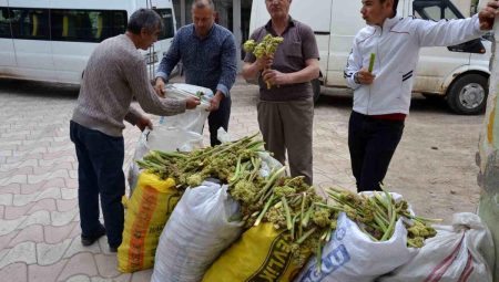 Yaylalardan toplandı, tezgâhlarda satışa sunuldu